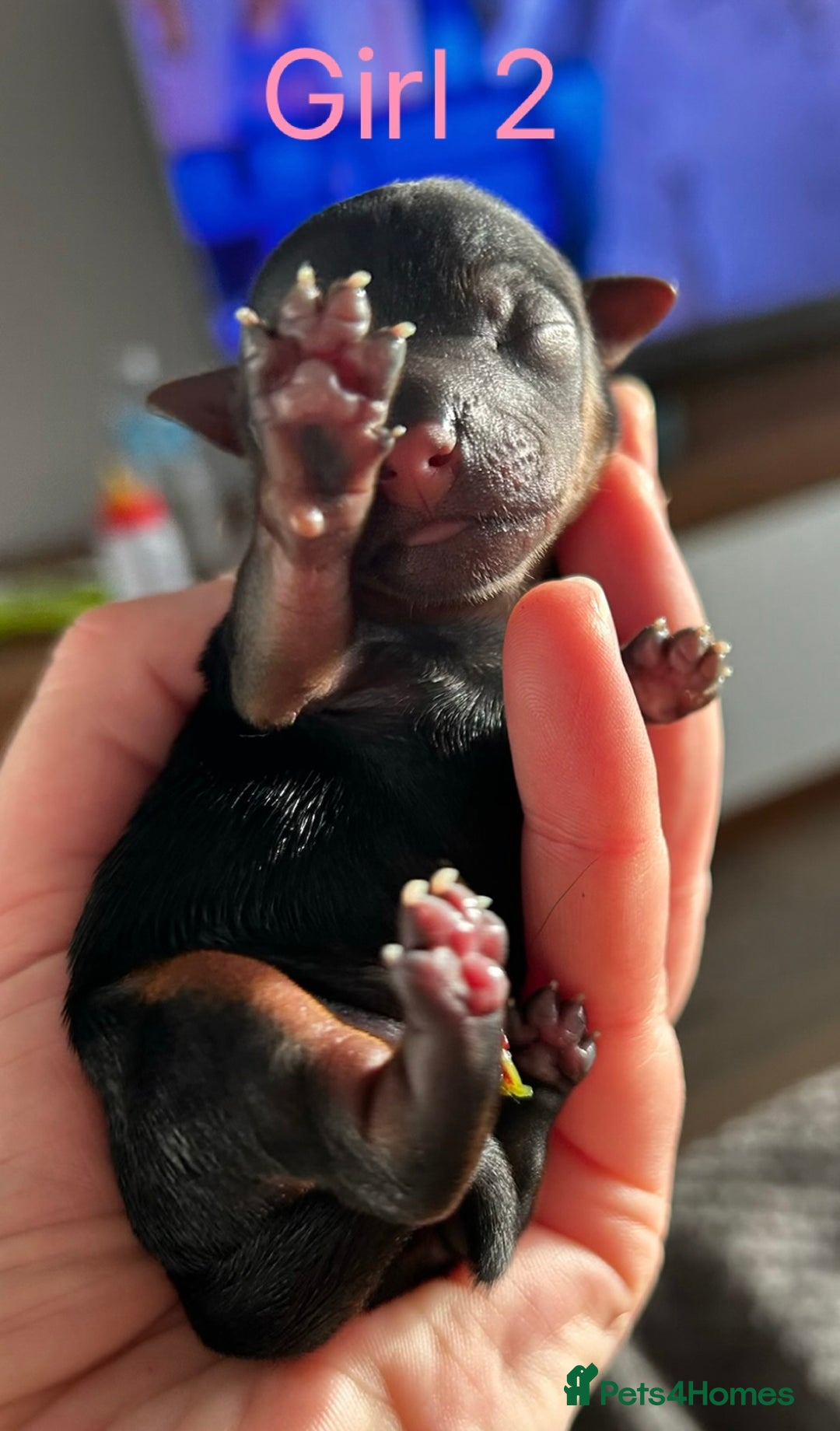 Yorkshire Terrier dogs for sale: Tiny Yorkshire terrier puppies  - Advert 4