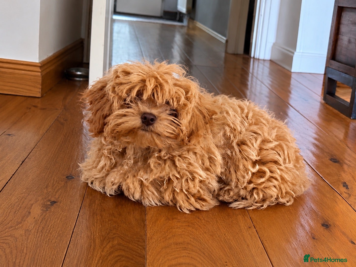 Maltipoo dogs Tiny Asian Maltipoo. DNA tested parents. - Advert 1