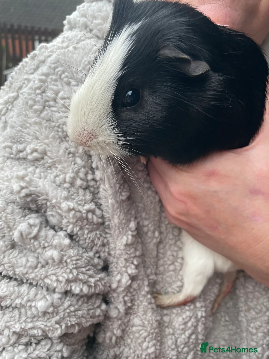 Guinea Pig rodents for sale: Guinea pigs in Leeds - Advert 3