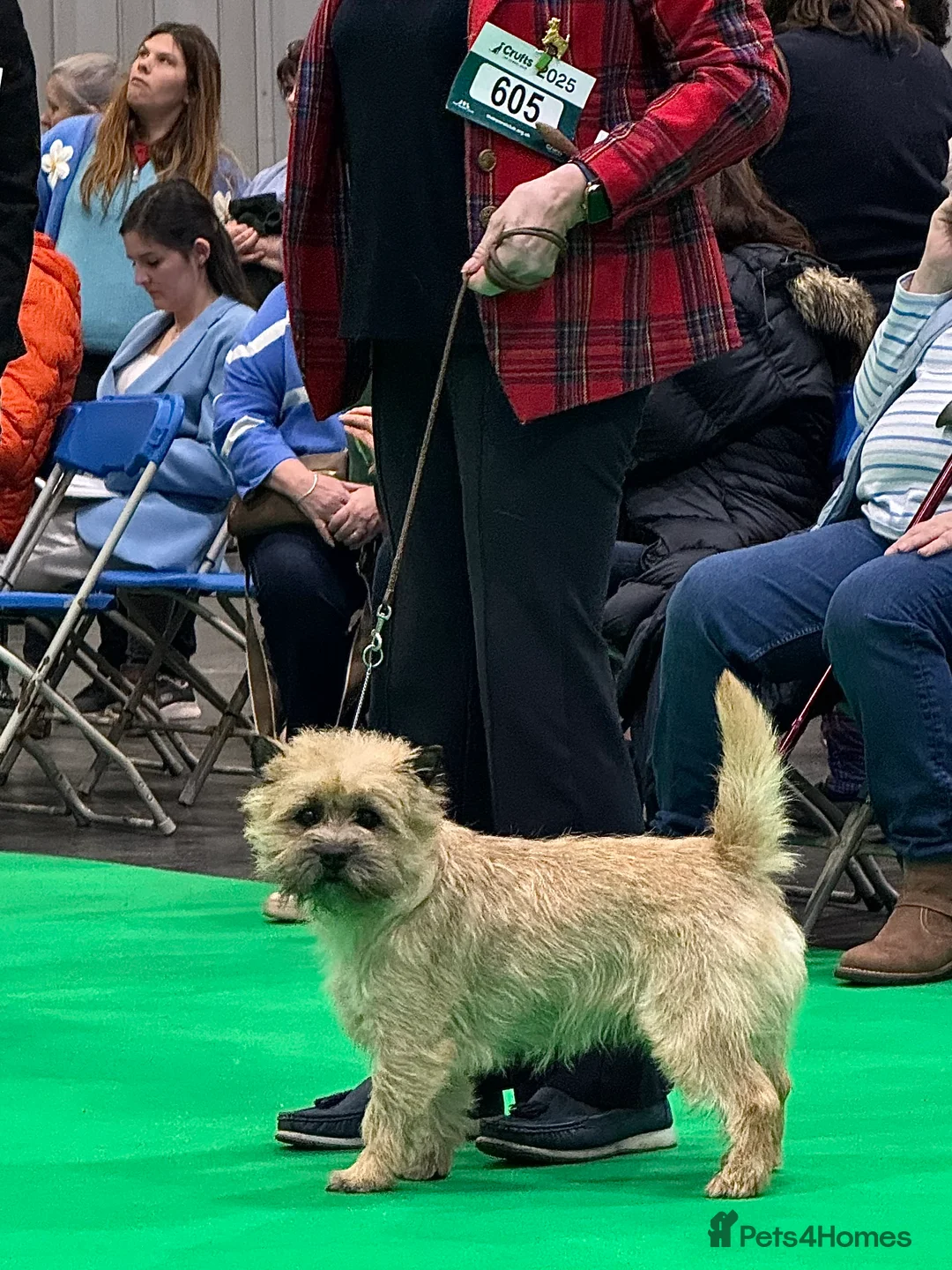 Cairn Terrier dogs for stud: Quality KC reg, health tested stud  - Advert 5