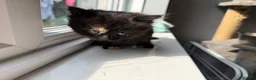 Mixed Breed cats for sale: 2 beautiful kittens for sale  - Advert 11