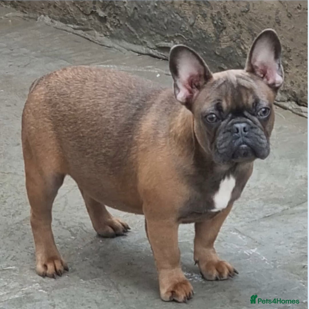 French Bulldog dogs for sale: 2 quality healthy fawn girls 6 months old - Advert 5