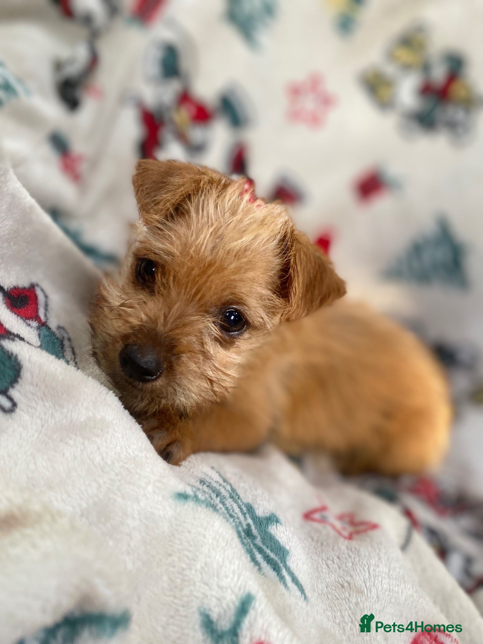 Mixed Breed dogs Jack Russell/ Yorkshire terrier puppy’s  - Advert 18
