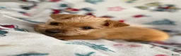 Mixed Breed dogs for sale: Jack Russell/ Yorkshire terrier puppy’s  in Pontypool - Advert 31