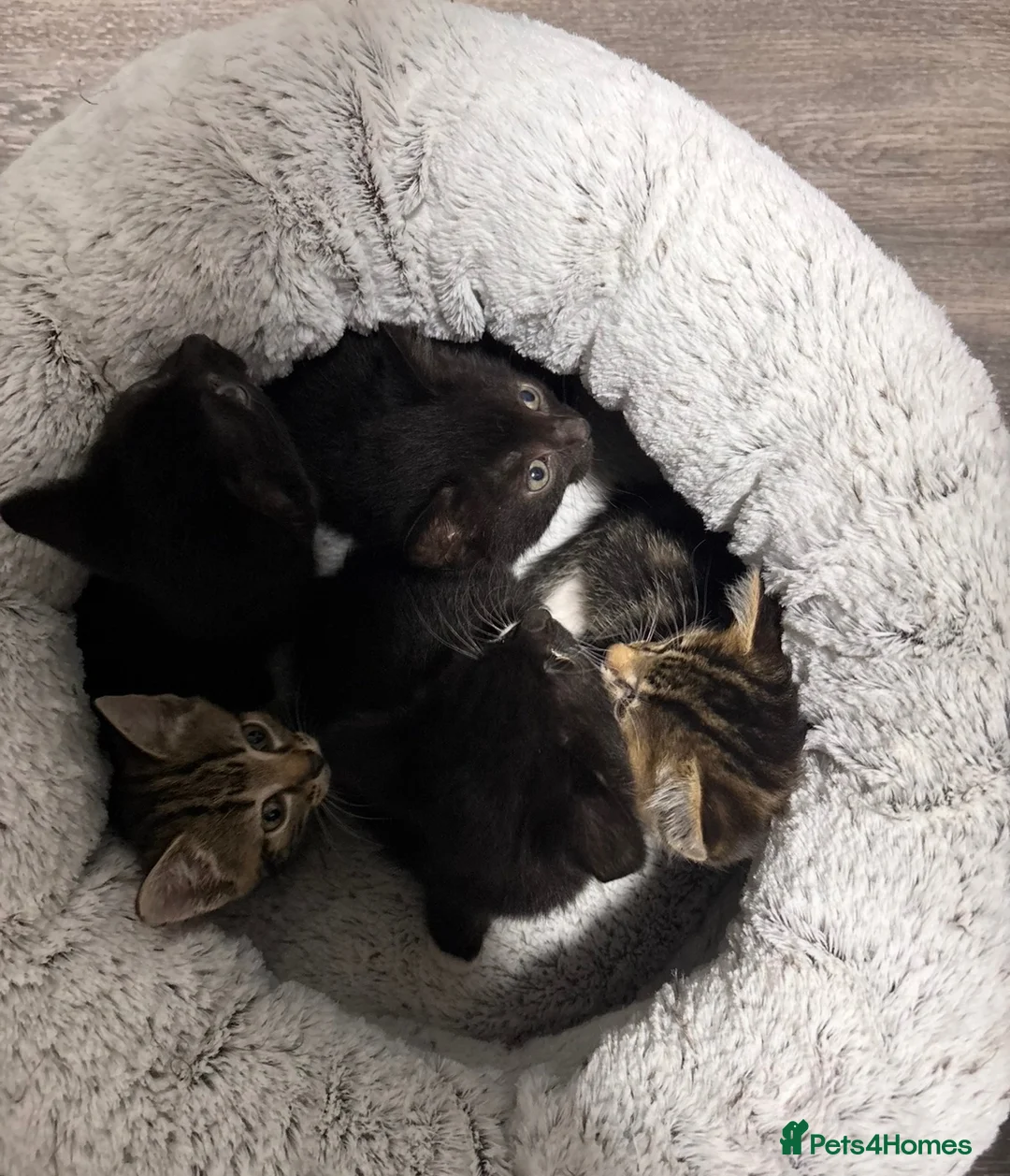 Mixed Breed cats for sale: Kittens  - Advert 28