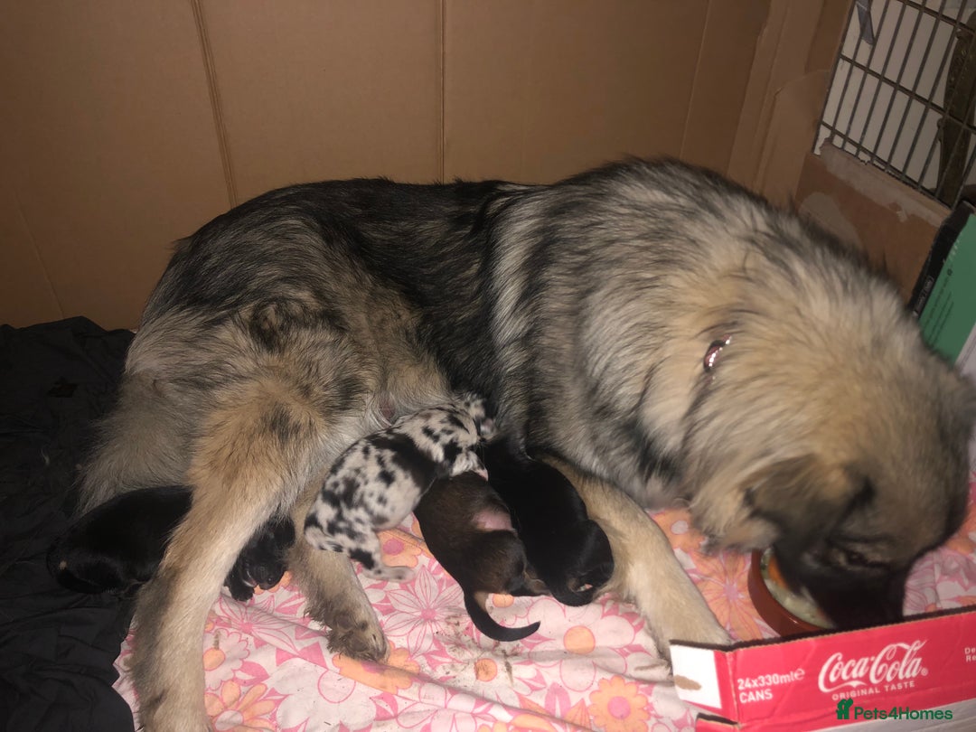 Mixed Breed dogs for sale: Keeshond/retriever cross Collie Pups - Image 2