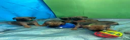 Border Terrier dogs for sale: ⭐️KC BORDER TERRIER PUPPIES, SLEM CLEAR - Advert 16