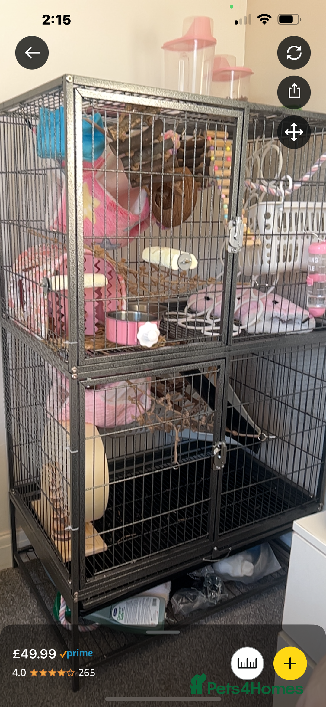 Rat rodents for sale: two loving girls for sale 🩷 - Advert 7