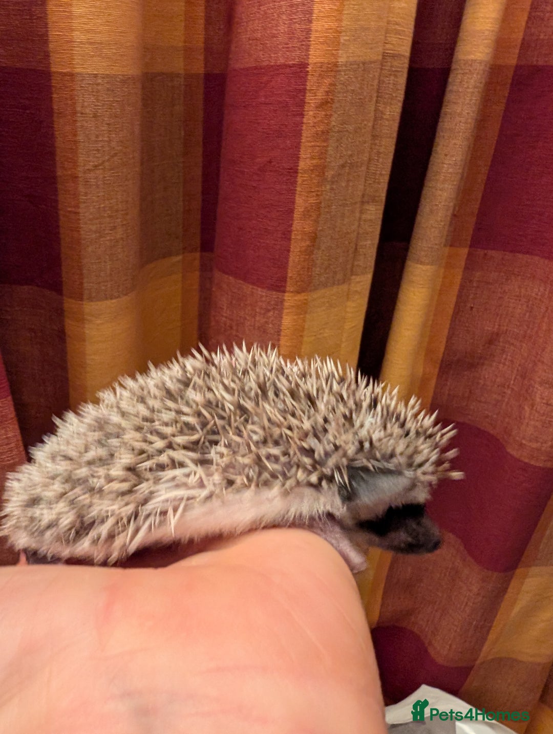 Pygmy Hedgehog rodents for sale: Lovely baby boys  - Advert 6