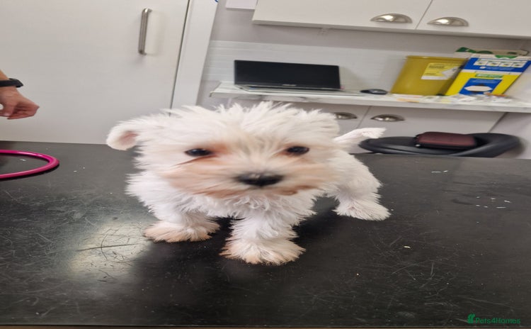 Miniature Schnauzer dogs - Advert 4
