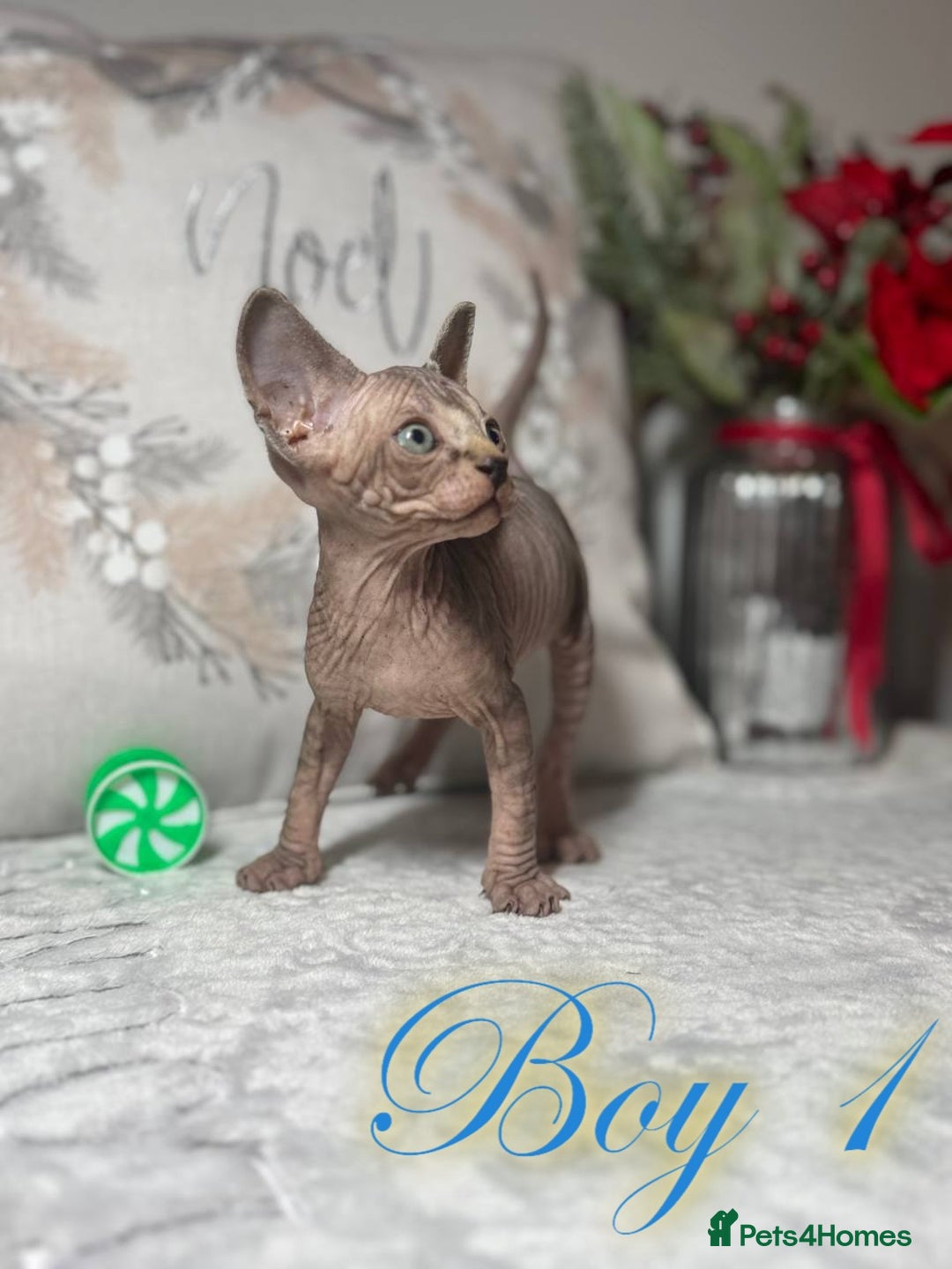 Sphynx cats for sale: Stunning Pedigree Sphynx Kittens - Advert 23