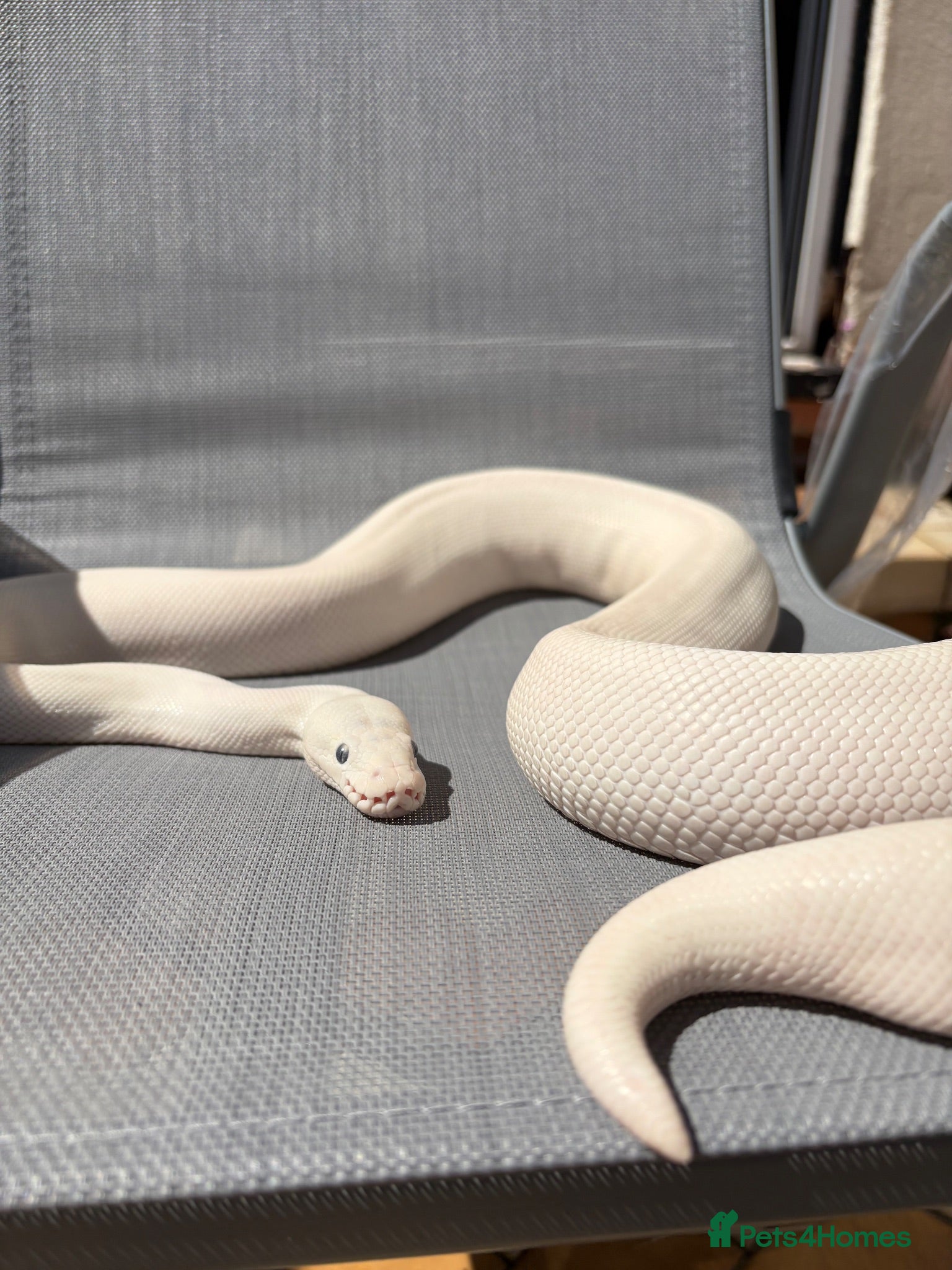 Python Snake reptiles Blue eyed Lucy female  - Advert 2