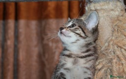 Bengal cats for sale: Adorable, affectionate, so cute kittens for sale!! - Image 38