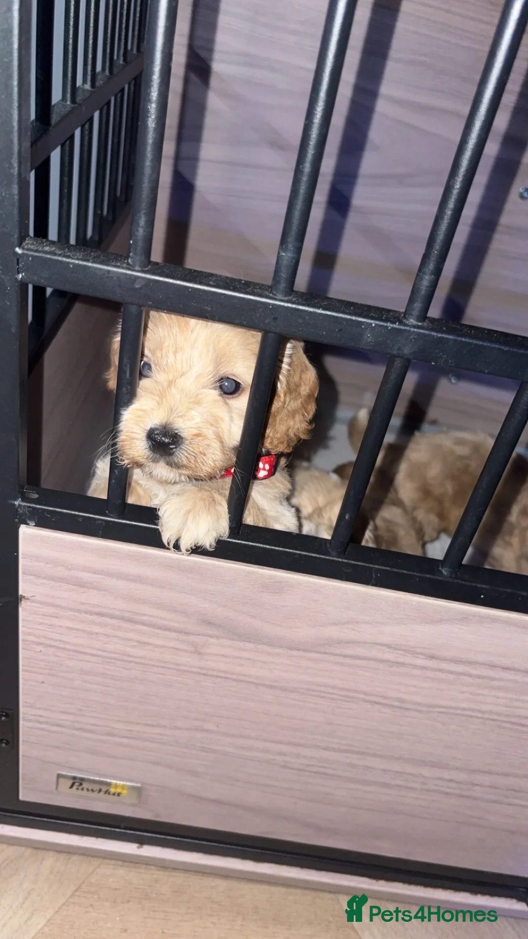 Cockapoo dogs for sale: Champagne Toy Cockapoos  - Advert 2