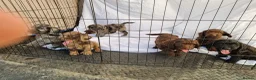 Cockapoo dogs for sale: Cockerpoo pups  - Advert 14
