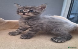 Maine Coon cats for sale: Mainecoon kittens some Polydactyl  - Image 6