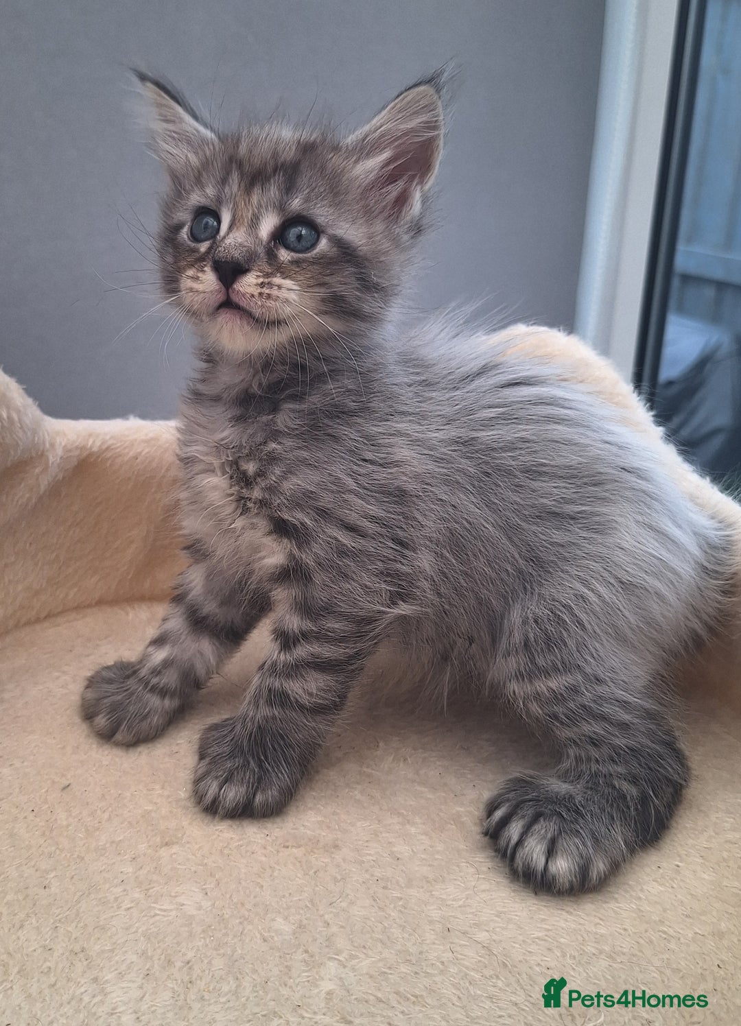 Maine Coon cats for sale: Mainecoon kittens some Polydactyl  - Image 6