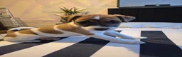 Jack Russell dogs for sale: Jack Russel puppies  - Advert 17