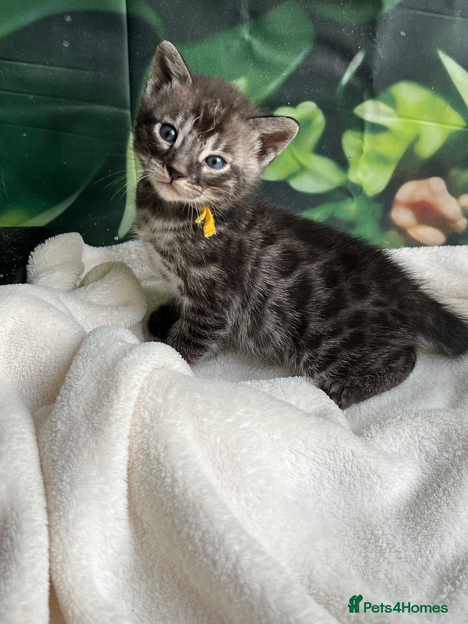 Bengal cats Rare Silver smoke Baby Bengals  - Advert 1