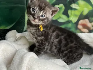 Bengal cats Rare Silver smoke Baby Bengals - Advert 1
