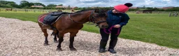 Caspian horse horses for sale: Ant (Rudaki Anthony) in Evesham - Advert 3