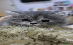 Persian cats for sale: Persian Dollface Kittens  - Image 11