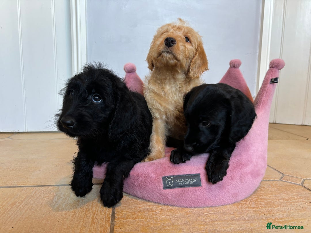 Labradoodle dogs for sale: ⭐️⭐️ Stunning F1 Miniature Labradoodles ⭐️⭐️ - Advert 14