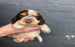 Cocker Spaniel dogs for sale: Cocker Spaniel Puppies For Sale  - Image 15
