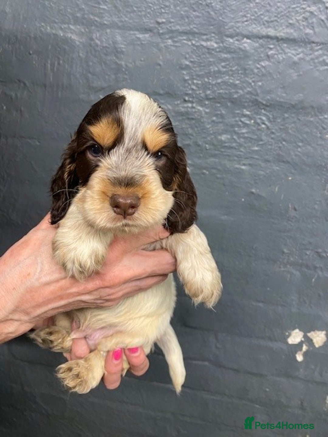 Cocker Spaniel dogs for sale: Cocker Spaniel Puppies For Sale  - Image 15
