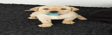 Labrador Retriever 5