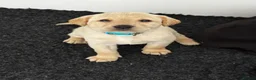 Labrador Retriever dogs for sale: Labrador puppies in Maldon - Advert 4
