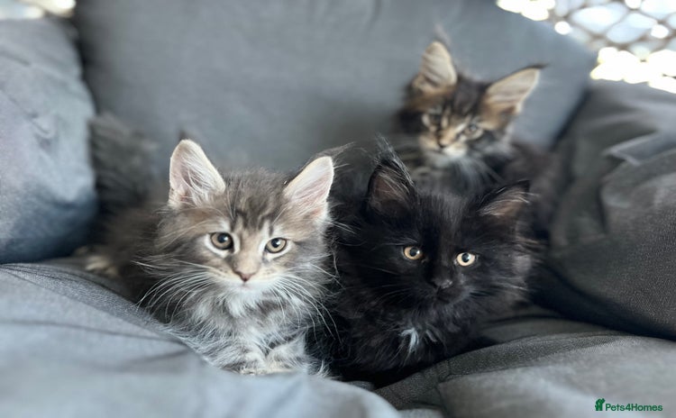 Maine Coon cats in Melton Mowbray - Advert 2