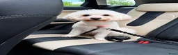Maltese dogs for sale: Maltese - Advert 7