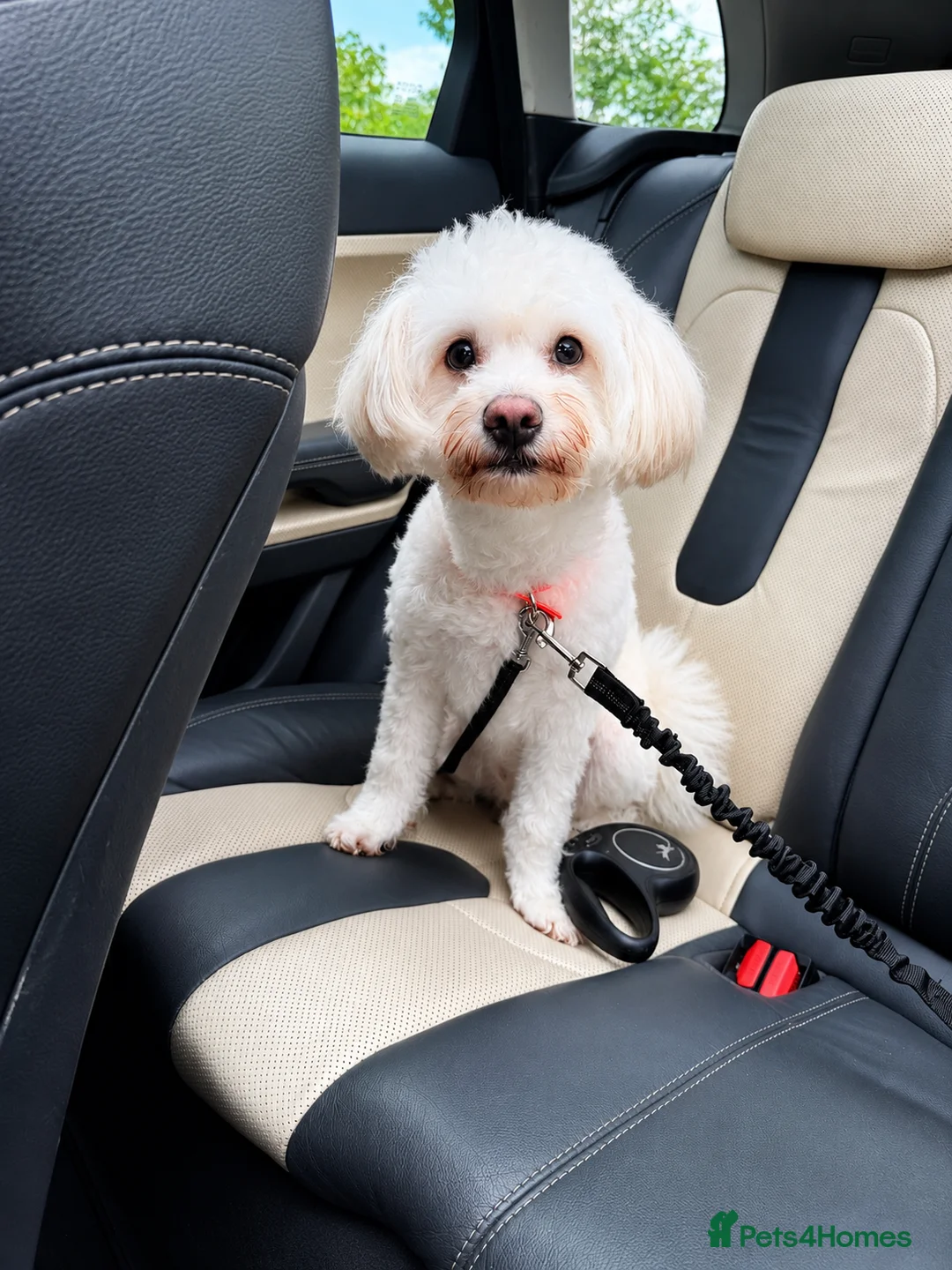 Maltese dogs for sale: Maltese - Advert 7
