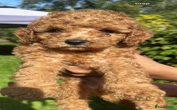 Toy Poodle dogs for sale:  High Quality KC Registered Red Toy Poodle Puppies - Image 10