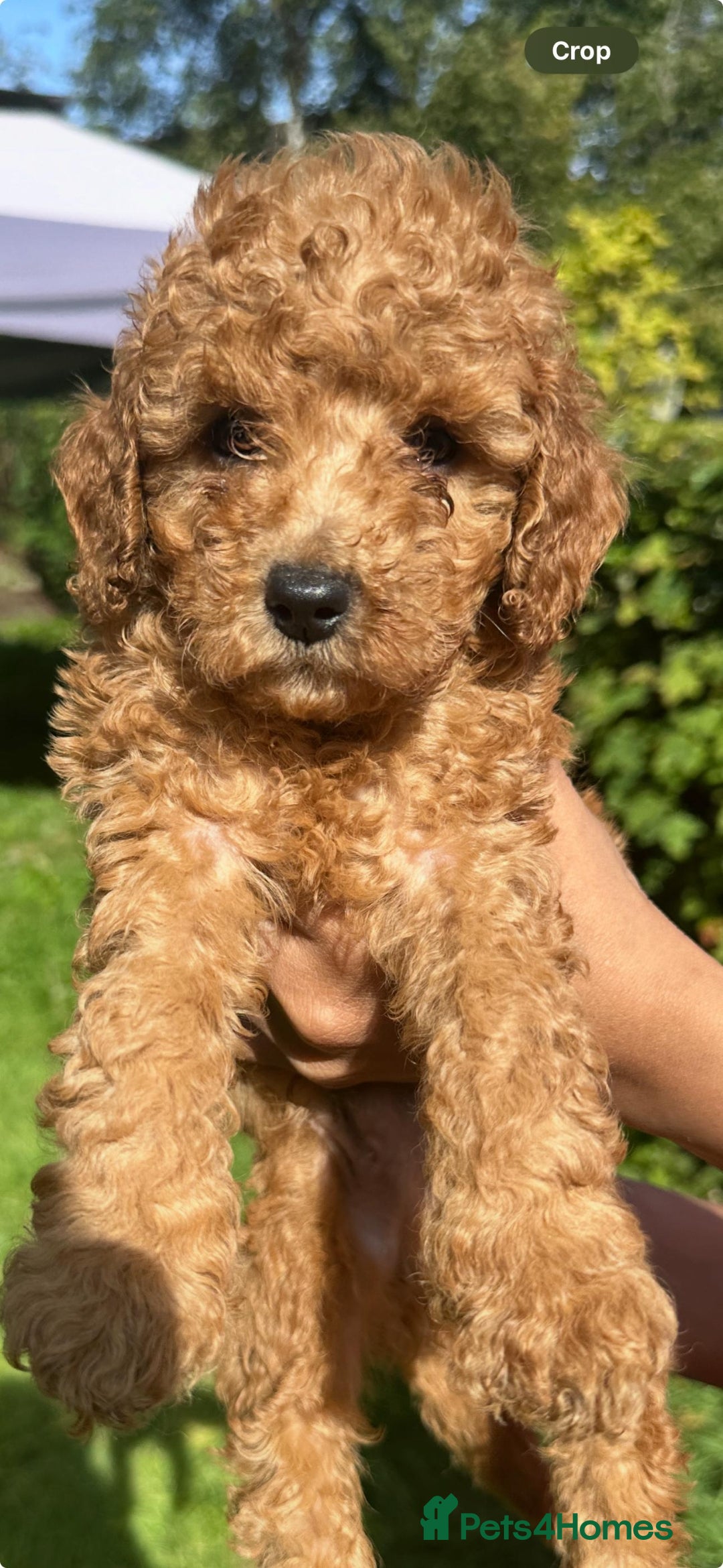 Toy Poodle dogs for sale:  High Quality KC Registered Red Toy Poodle Puppies - Image 10