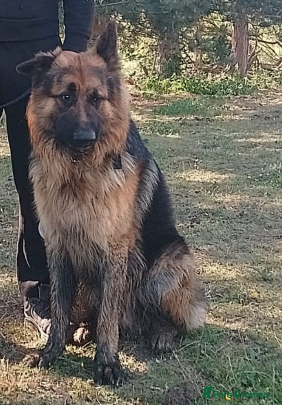 German Shepherd dogs for sale: German shepherd puppies - Advert 5