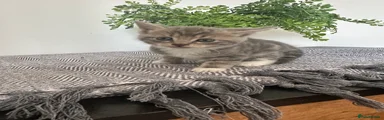 Mixed Breed Kitten 6