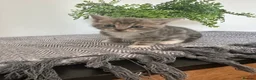Mixed Breed cats for sale: 1 REMAINING | KITTEN 4 | MALE £50 - Advert 8