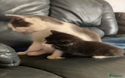 Siamese cats for sale: kittens for sell  - Image 4