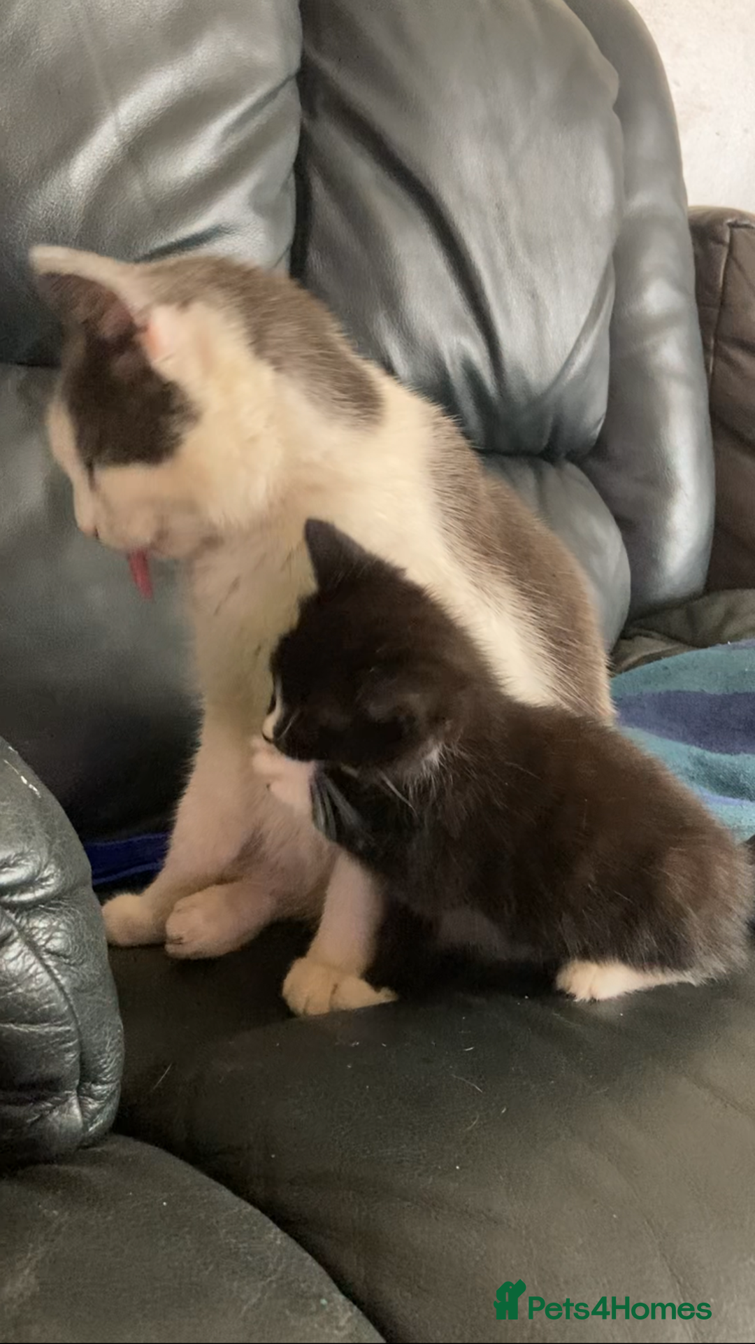Siamese cats for sale: kittens for sell  - Image 4