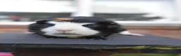 Lionhead rabbits for sale: Guinea Pigs Looking For New Homes - Advert 4