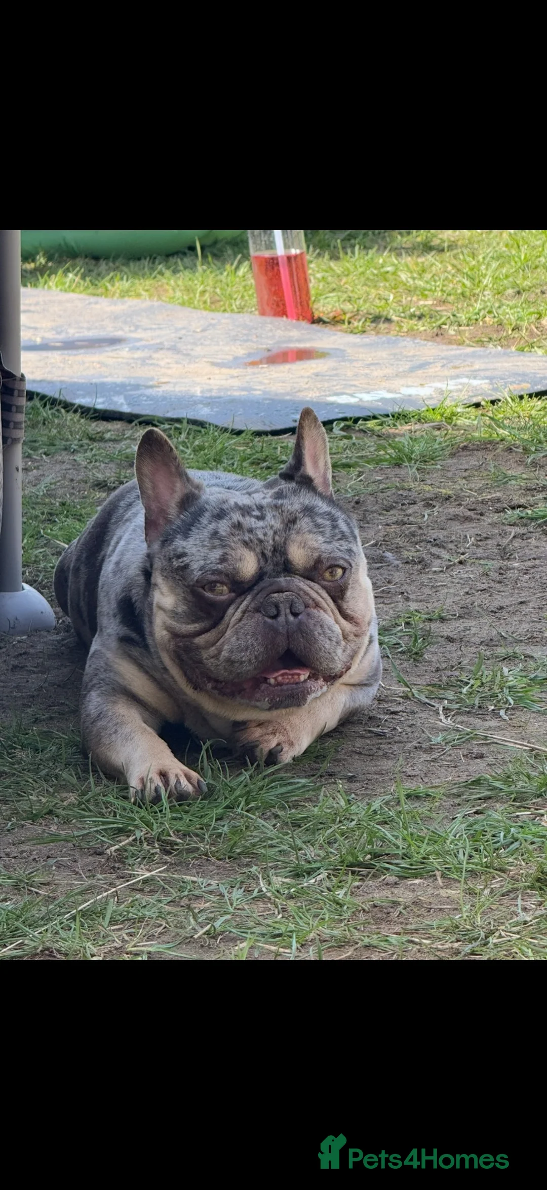 French Bulldog dogs for sale: Merle French bulldog - Advert 2