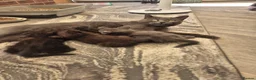 Norwegian Forest Cat cats for sale: Norwegian forest mixed Russian blue - Advert 8
