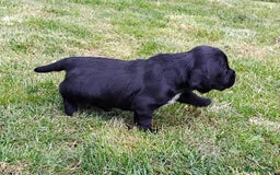 Cocker Spaniel dogs for sale: KC registered working cocker spaniel puppies. - Image 24