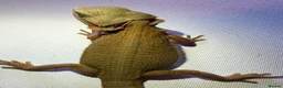 Bearded Dragon reptiles for sale: Stunning baby bearded dragons  - Advert 16