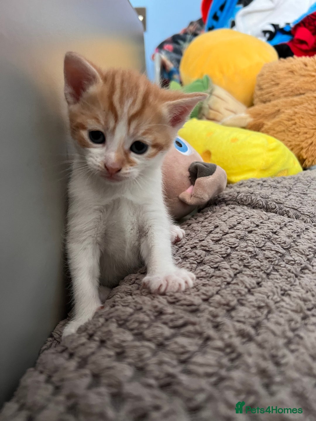 Mixed Breed cats for sale: Kittens for Sale £185 - Image 5
