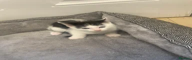 Domestic Shorthair 4