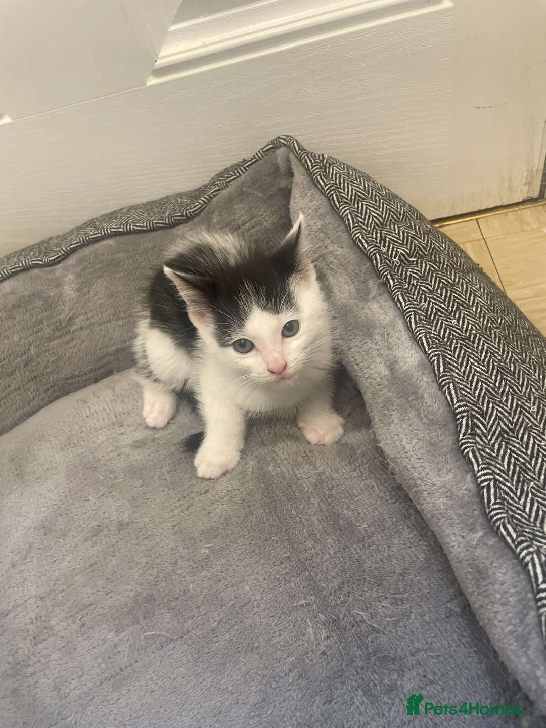 Domestic Shorthair cats for sale: Beautiful Kittens Looking for Loving Forever Homes in Chesterfield - Advert 2