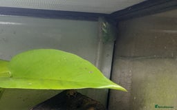 Gecko reptiles for sale: Geckos Fish Frogs full setups - Image 29